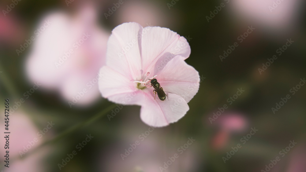 Obraz premium Bee collecting nectar in a flower