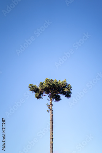 Wallpaper Mural Araucaria tree and blue sky. also known as Paraná Pine, Curi, Brazilian Pine, Caiová Pine, Mission Pine and São José Pine. tree easily found in, Minas Gerais, and Paraná, Brazil. Torontodigital.ca