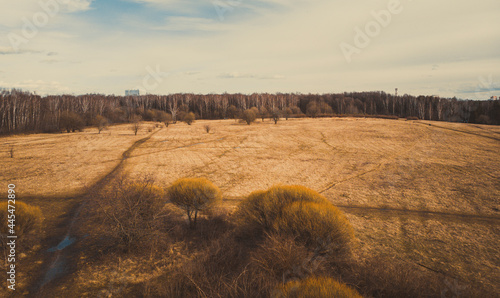Wheat field, drone shooting in the evening