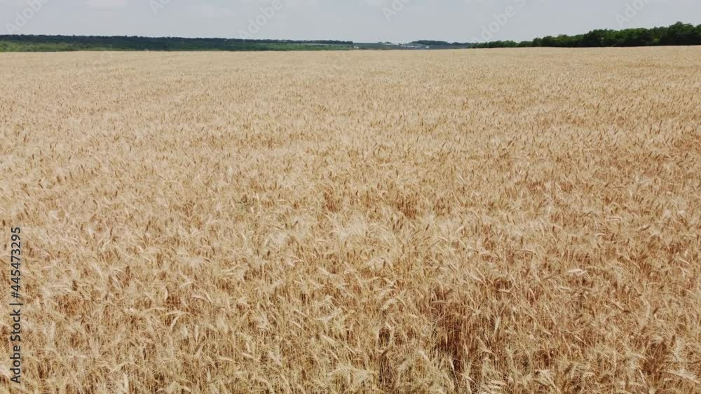 ripe ears of wheat view from the air. video from a quadrocopter ripe ears of wheat view from the air. video from a quadrocopter