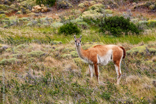 Young llama guanaco in the wild. Chile Patagonia