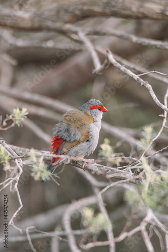 Red-Browed finch bird sitting in a tree. 