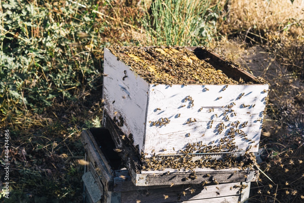swarm of bees protecting the hive where you can see the different honeycombs where honey and wax are produced swarm of bees protecting the hive where you can see the different honeycombs where honey and wax are produced