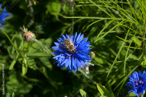 bee on a blue cornflower