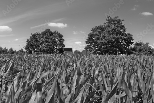 corn field in summer with trees and blue sky