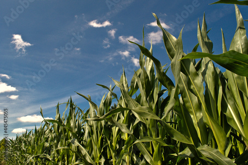 corn field with sky and clouds