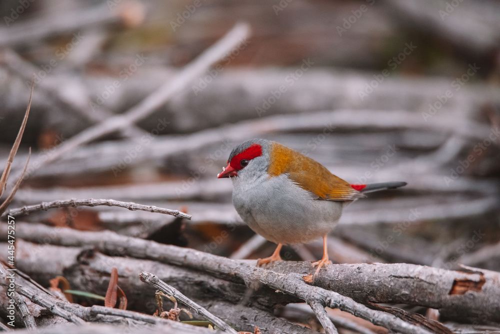 Red-Browed finch bird sitting in a tree. Red-Browed finch bird sitting in a tree.