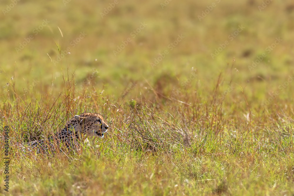 Cheetah Cat in Grasslands of Africa Cheetah Cat in Grasslands of Africa
