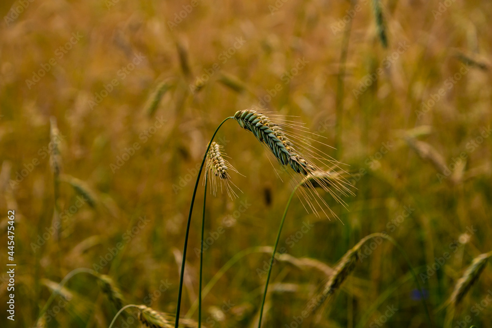 Ripe wheat ears in a field. Wheat field.Ears of golden wheat close up. Background of ripening ears of meadow wheat field. Ripe wheat ears in a field. Wheat field.Ears of golden wheat close up. Background of ripening ears of meadow wheat field.