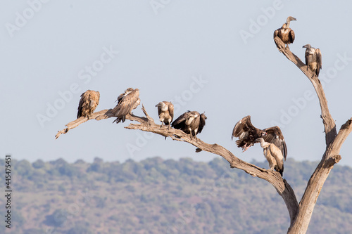 Flock of White-Backed Vultures on Tree