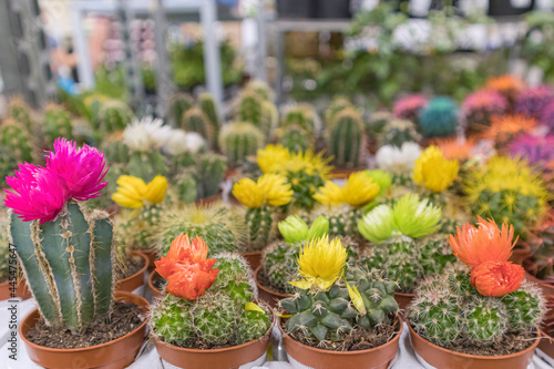colorful cacti on the shelves of stores close-up