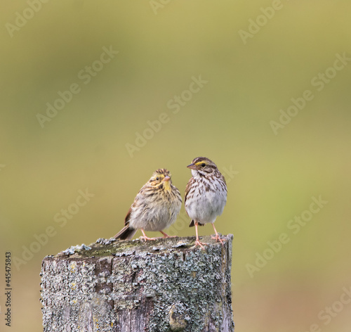 A pair of Savannah Sparrows (Passerculus sandwichensis) on an old wooden post photo