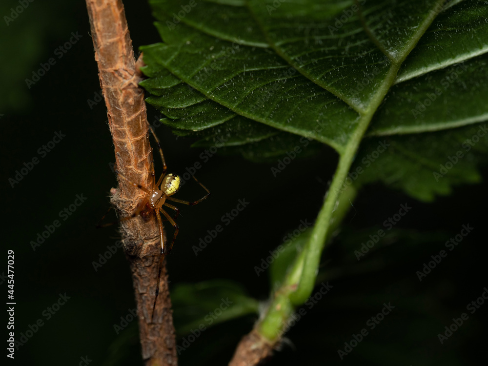 spider on a stem in the forest