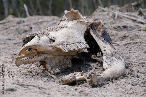 old deer skull lying on the ground