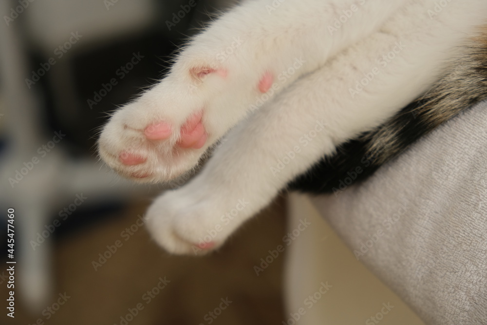 white cat with red spots at home white cat with red spots at home
