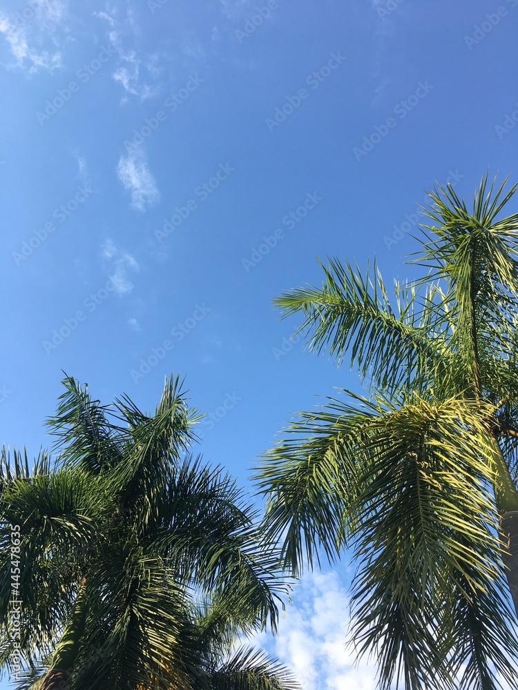 Fototapeta premium palm trees against blue sky