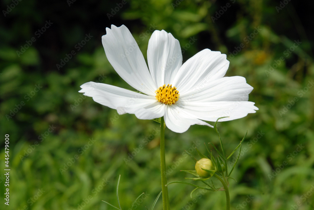 白いコスモスの花 白いコスモスの花