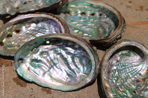 Quadro su tela Closeup of abalone shells, showing their iridescent interiors