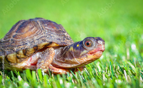 tortoise walking