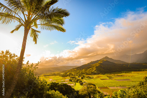 palm tree over looking a valley