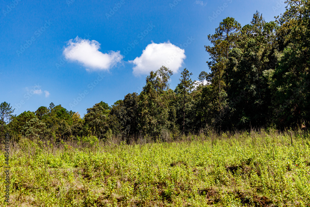 white cotton clouds over the forest an blue sky white cotton clouds over the forest an blue sky