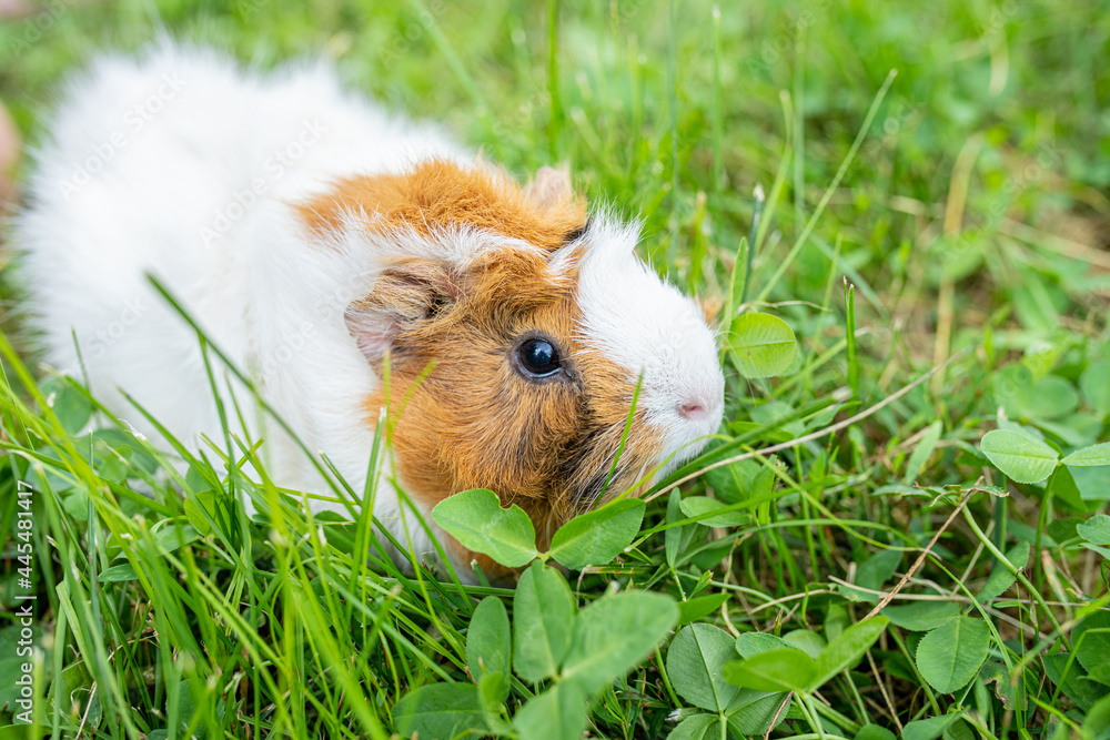 cute adult guinea pig with long hair runs through a meadow with white clover and eats fresh grass in backyard. Walking with pets outdoor in summer cute adult guinea pig with long hair runs through a meadow with white clover and eats fresh grass in backyard. Walking with pets outdoor in summer