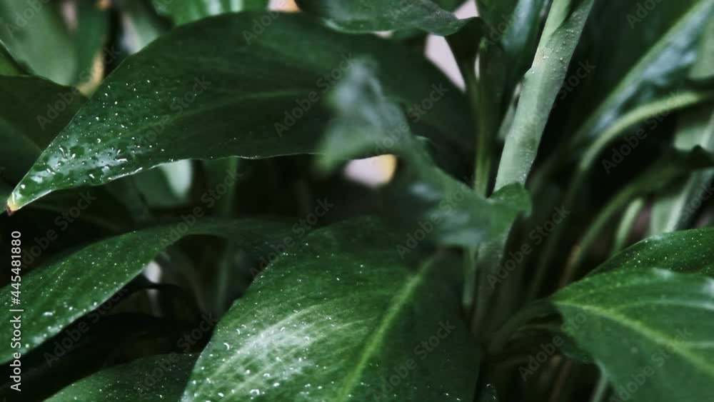 Peace Lily sprayed with water in close-up shot, 200 frames per second shallow depth of field Peace Lily sprayed with water in close-up shot, 200 frames per second shallow depth of field