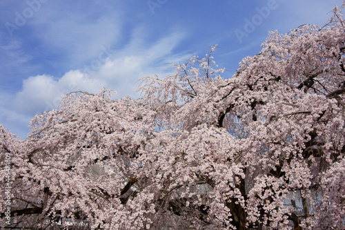 ソメイヨシノ 桜