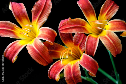 Cluster of day lilies.