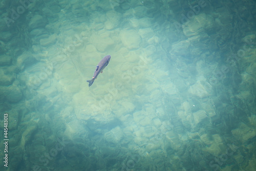 Selective blur on a lake trout, or salvelinus namaycush, swimming in lake bohinj, an alpine lake of slovenia, in a very clear water. it's a species of char imported from America. .. photo