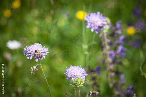 Selective blur on a bee or wasp bee pollinizing the blossom of a purple cirsium  also called plume thistle. It is a very common European purple flower that can be found in summer. ..