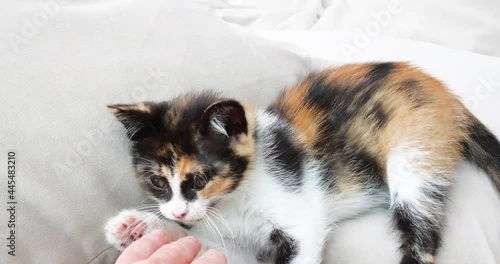 Kitten lying on his bed, playing, yawning. Very adorable and cared for home pets.