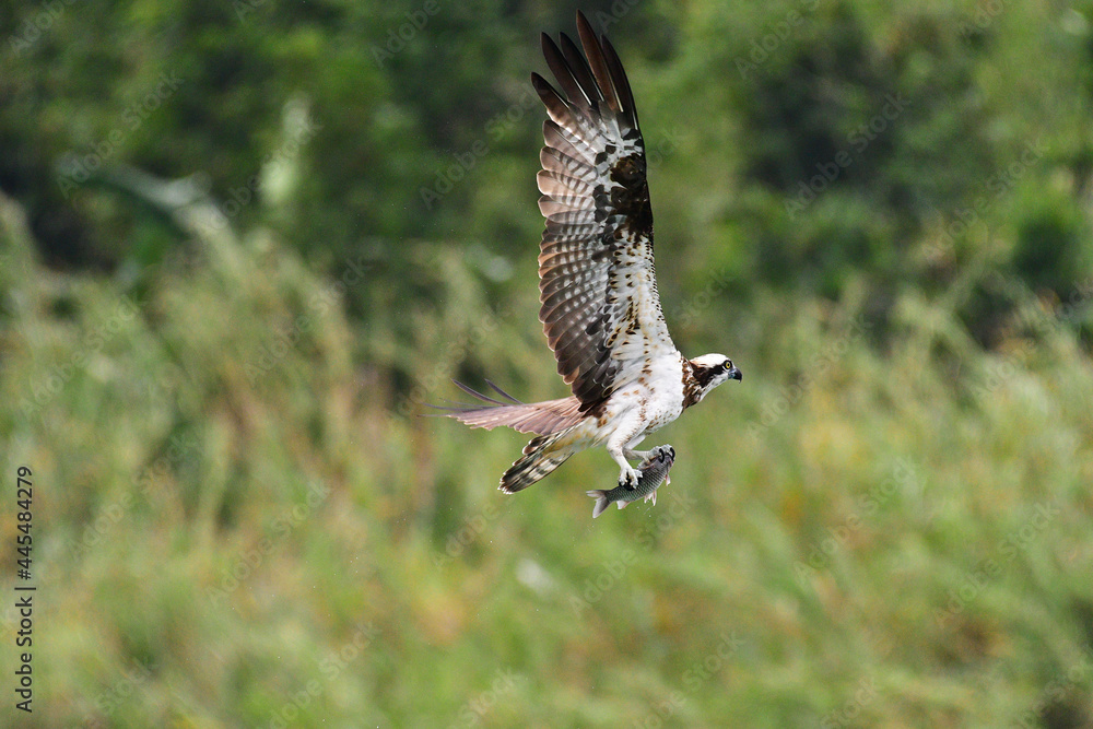 Fototapeta premium Eagle flying in wildlife to hunting
