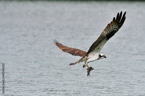 Eagle flying in wildlife to hunting