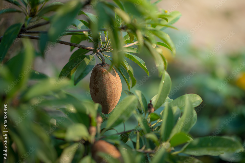 Organic Sapodilla Fruit. Raw sapodilla(Now fruit is not yet ripe)Sapodilla fruit comes from Thailand.This fruit for preventing cancer, constipation, and dehydration. Organic Sapodilla Fruit. Raw sapodilla(Now fruit is not yet ripe)Sapodilla fruit comes from Thailand.This fruit for preventing cancer, constipation, and dehydration.