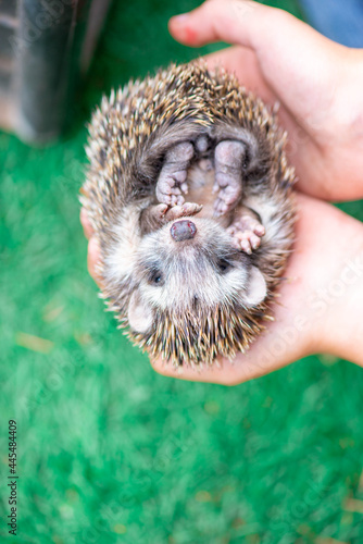 top view of the hedgehog curled into a ball on the palms