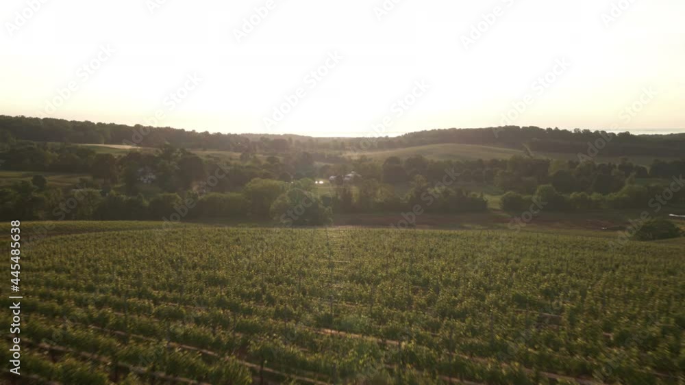 Vineyard Field on Golden Hour Sunlight, Cinematic Aerial View, Grape Plant Rows and Serene Landscape, Drone Shot Vineyard Field on Golden Hour Sunlight, Cinematic Aerial View, Grape Plant Rows and Serene Landscape, Drone Shot