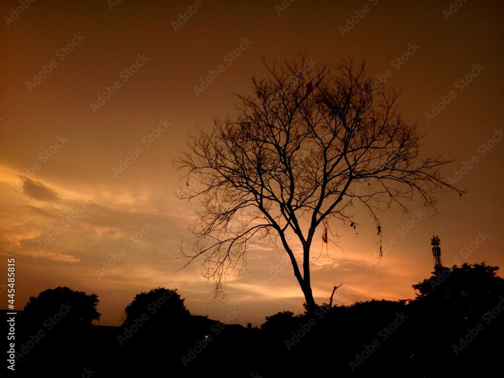 silhouette of tree in beautiful evening