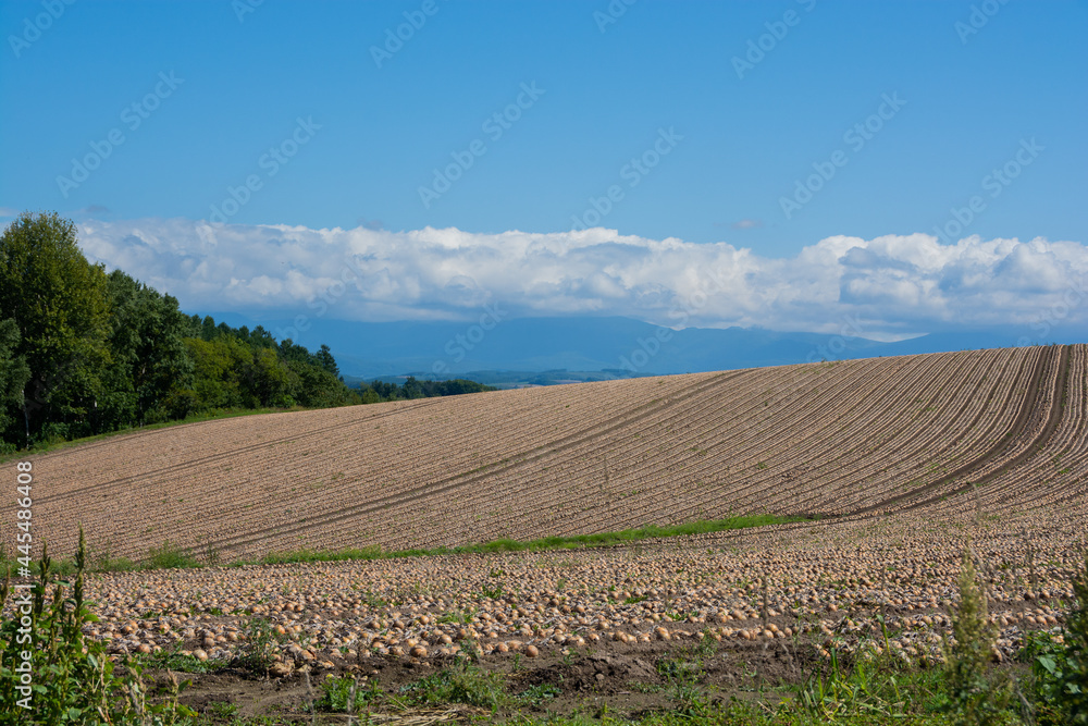 収穫前のタマネギ畑
