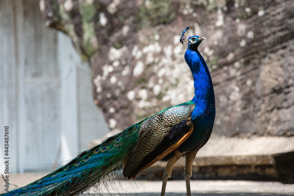 Obraz premium Peacock