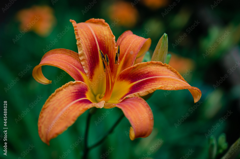 Fototapeta premium orange tiger lily