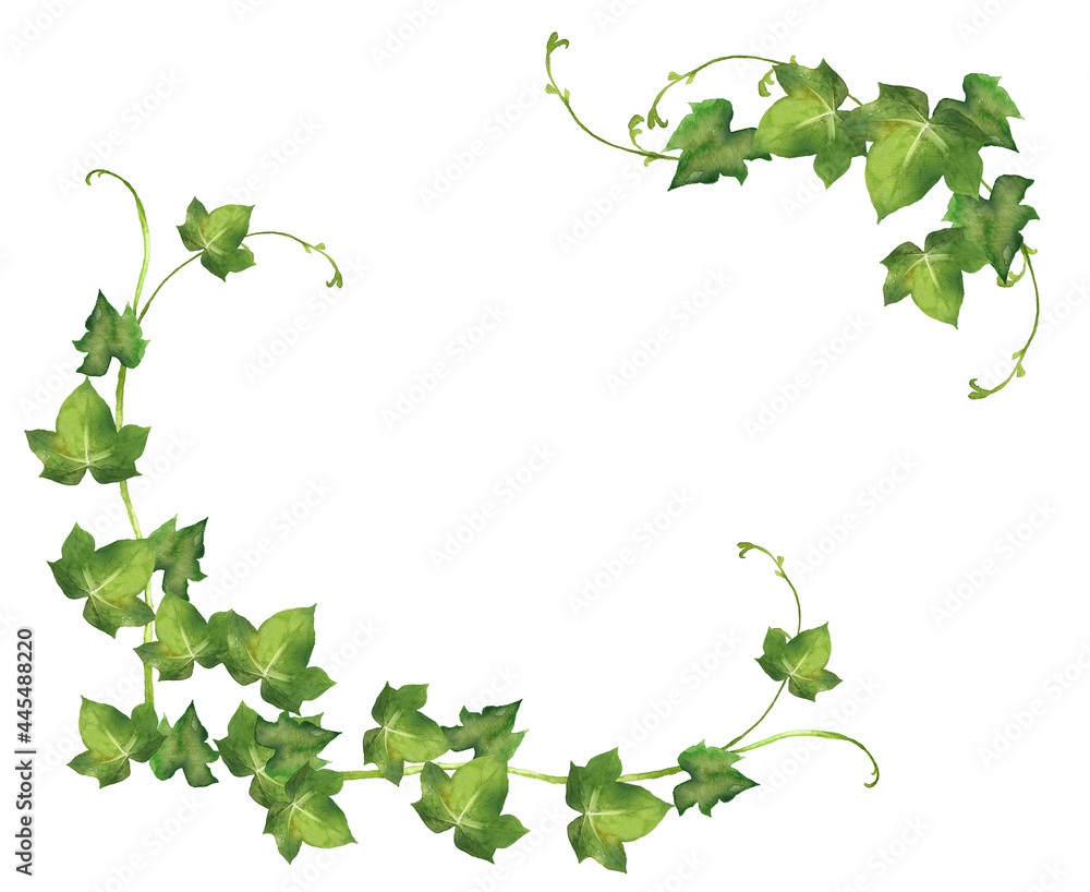 水彩のアイビーのフレーム