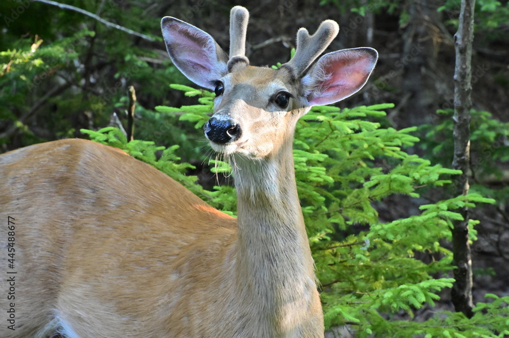 Fototapeta premium Majestic mule deer with velvet antler grazing in the woods. portrait of a white tailed deer with antlers.