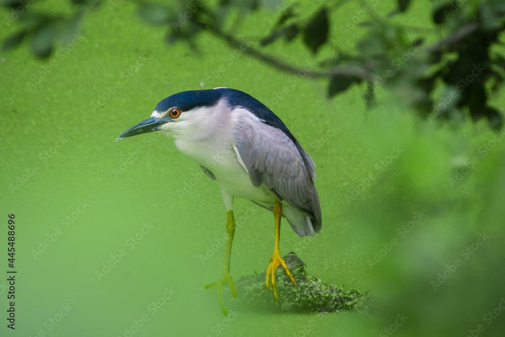 A night heron in the middle of a pond which covered with duckweeds. A night heron in the middle of a pond which covered with duckweeds.