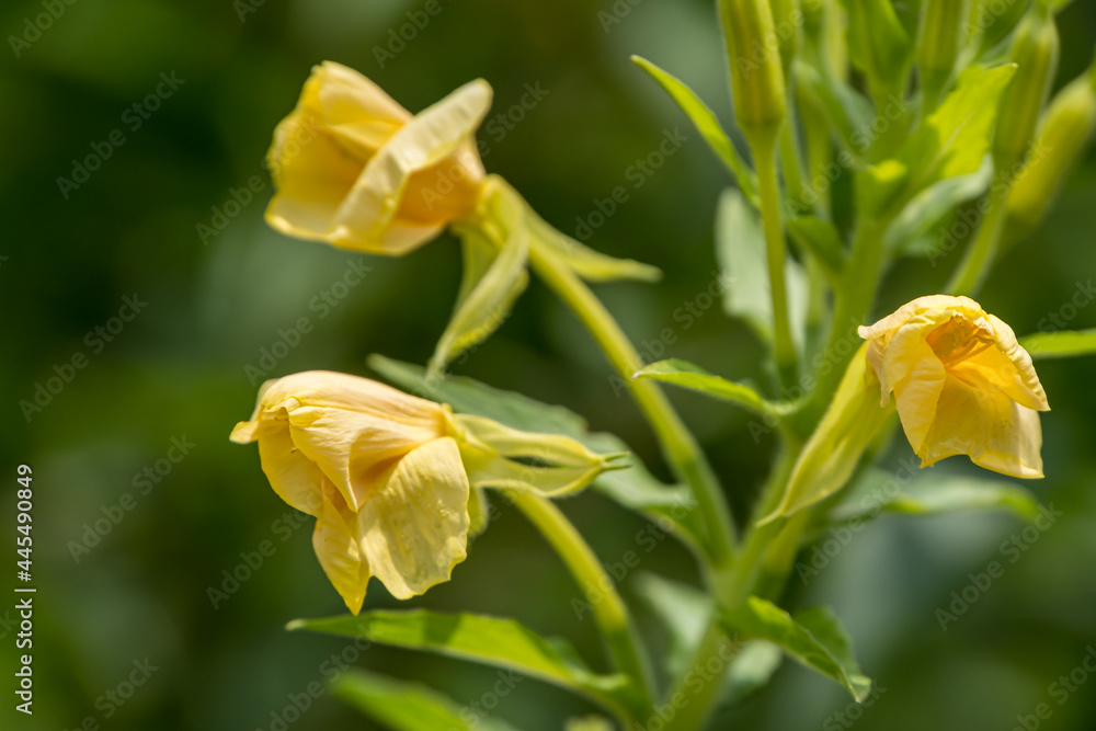 Fototapeta premium flowers called evening primrose