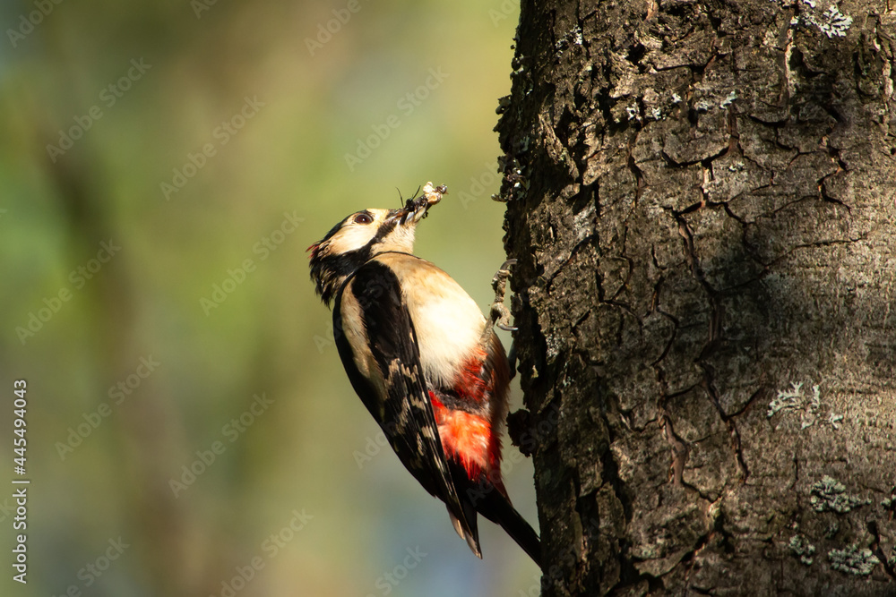 Forest landscape. Colorful woodpecker on the trunk of the tree. Grub in the beak of woodpecker. Birds of the park.