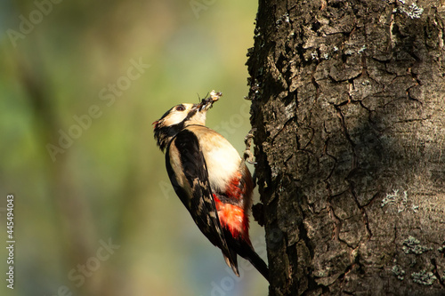 Forest landscape. Colorful woodpecker on the trunk of the tree. Grub in the beak of woodpecker. Birds of the park.