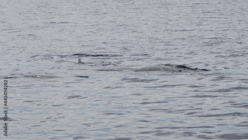 Humpback whale pod surfacing for air in ocean, 4K view of mammals diving Humpback whale pod surfacing for air in ocean, 4K view of mammals diving