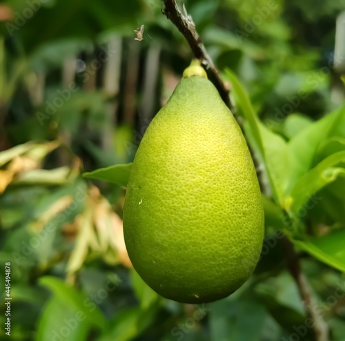 pear on tree