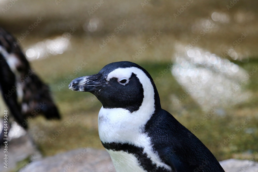 Obraz premium penguin on the rocks